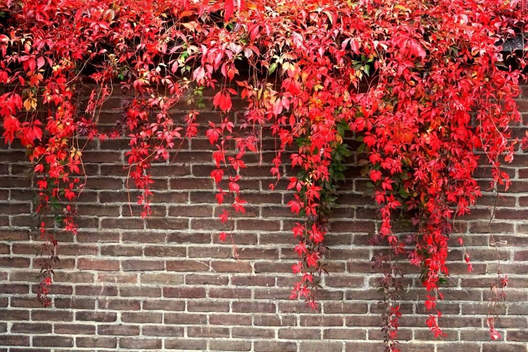 Red Boston Ivy Flower seeds for Planting - Easy to Grow, Heirloom & GMO Free Seeds for Home Garden
Sale for planting in home garden