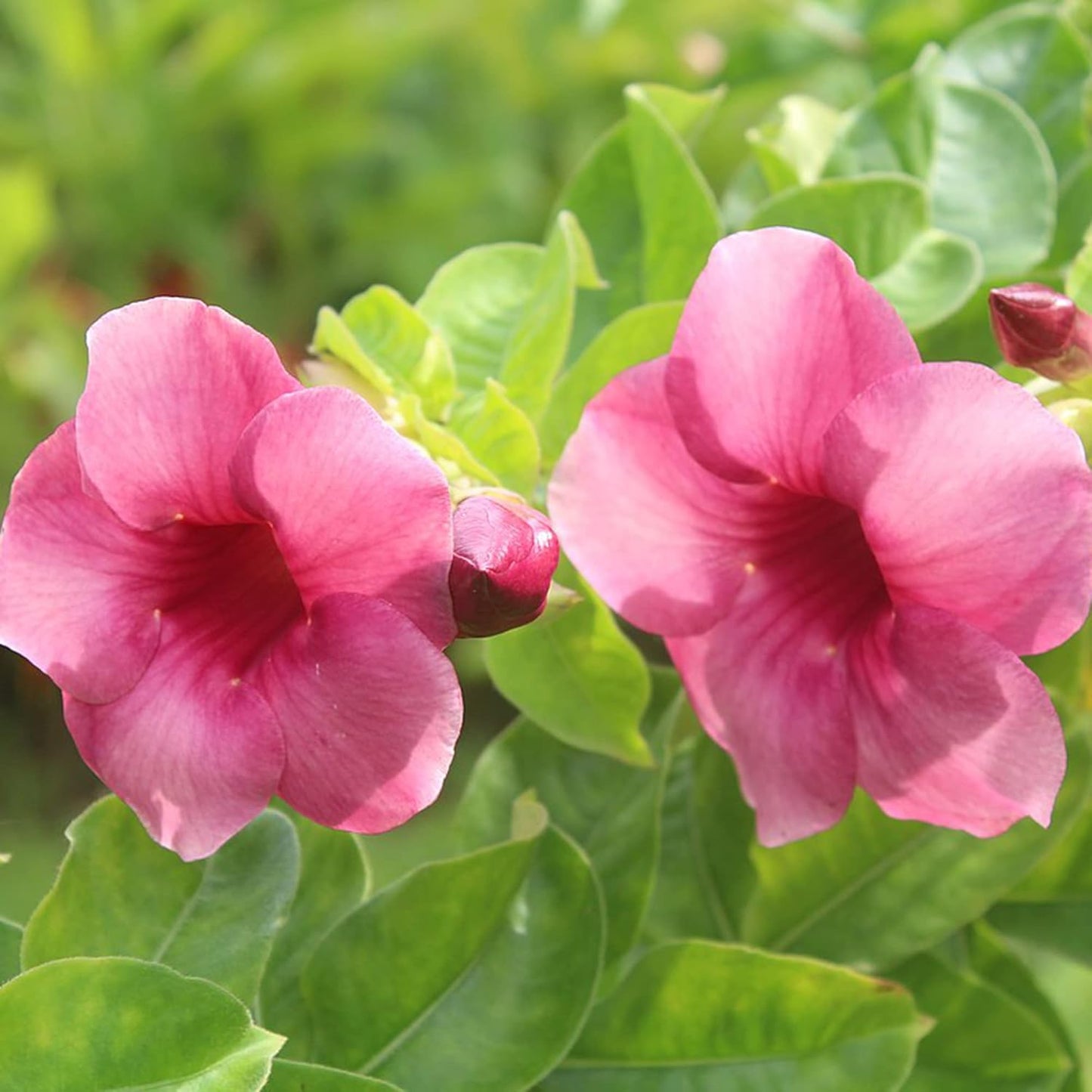 Semillas de flores de Allamanda Blanchetii