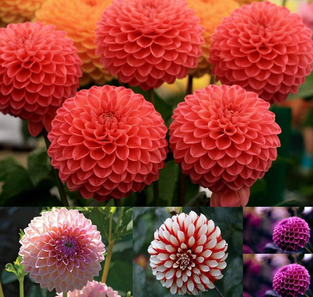 Dahlia Flower Seeds for Planting – Heirloom, Non-GMO, Easy to Grow, Annual Blooms