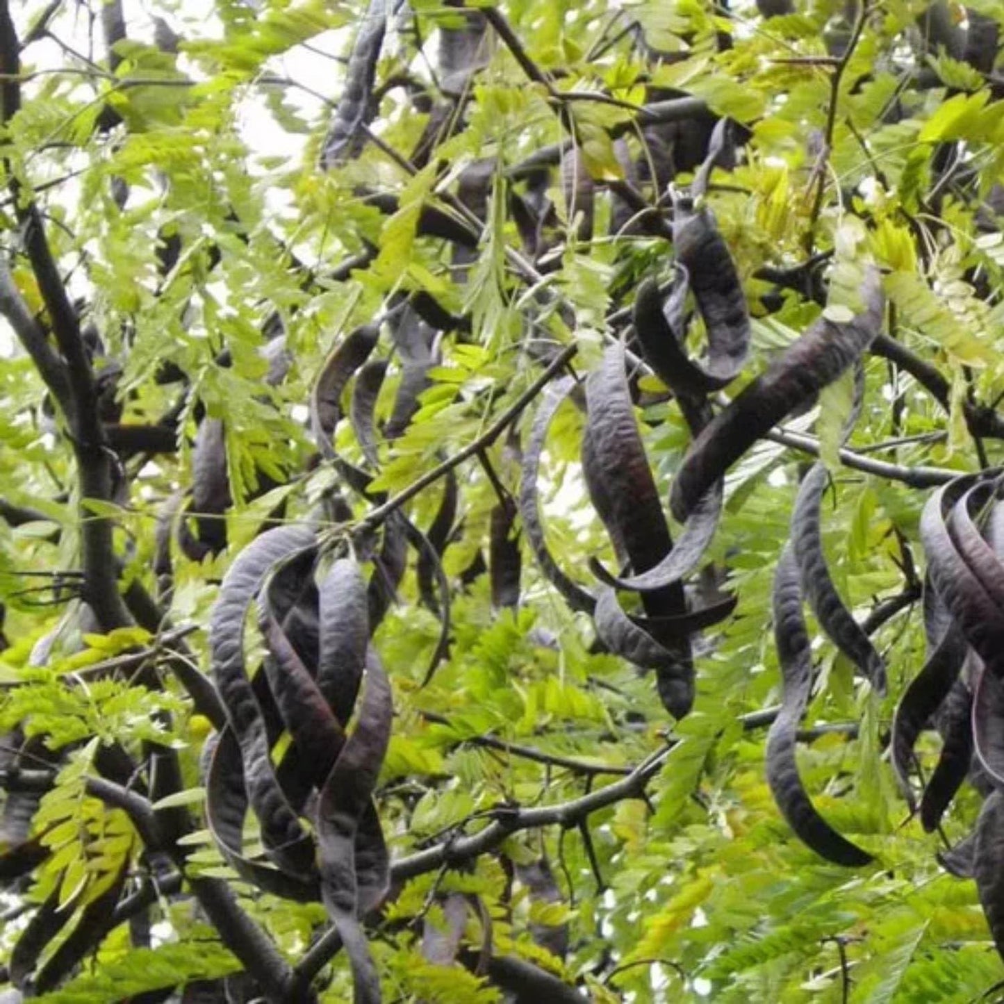 Semi di Robinia pseudoacacia