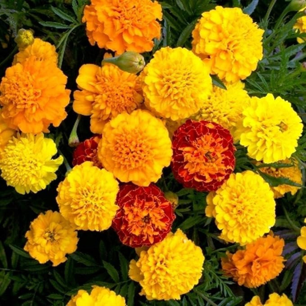 French Marigold 'Durango Outback Mix' – Colorful & Vibrant Garden Flower Blend