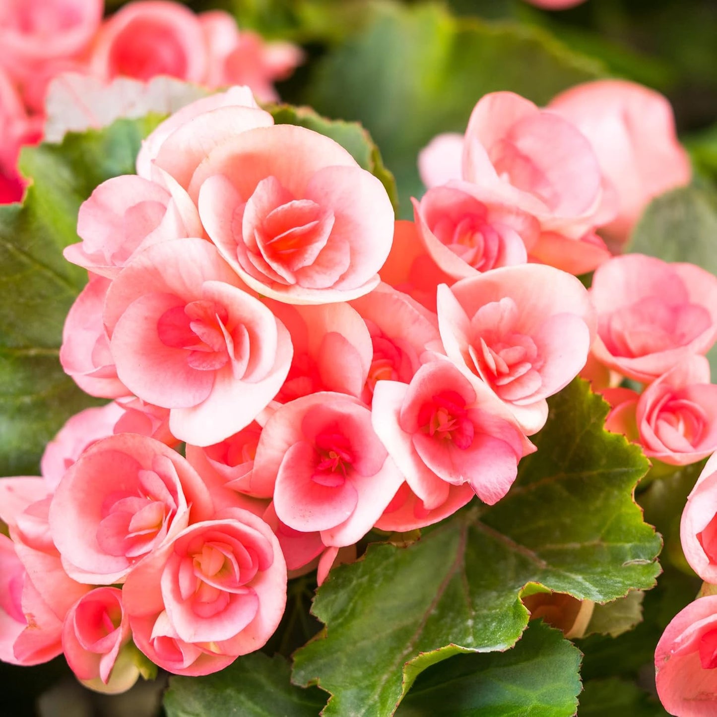 Pink Rieger Begonia Flower Seeds