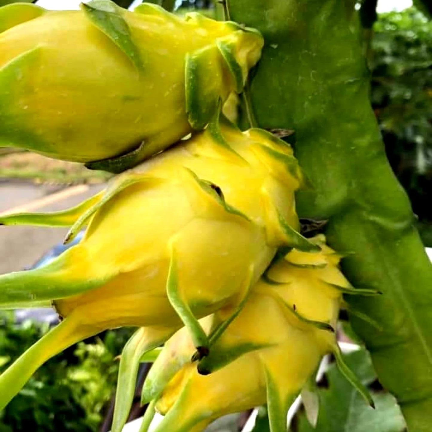Semi di frutto del drago giallo