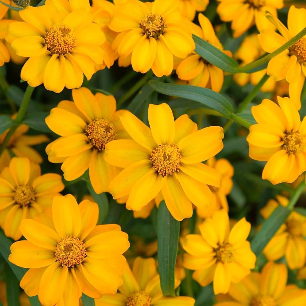 French Marigold 'Disco Yellow' – Bright & Cheerful Garden Flower