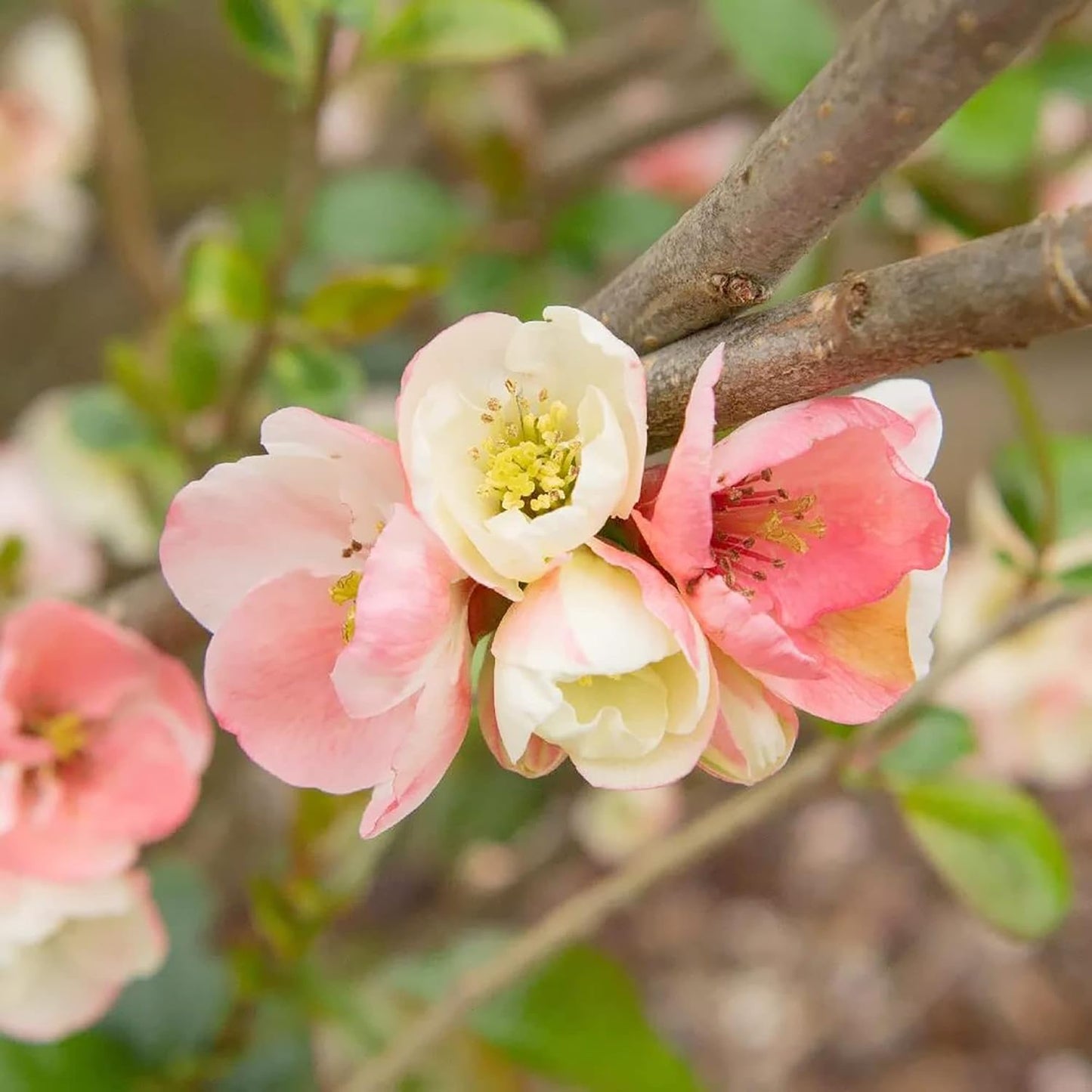 Chaenomeles Speciosa Flower Seeds