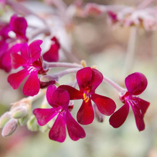 African Geranium Flower Seeds for Planting – Heirloom, Non-GMO, Pollinator-Friendly, Annual