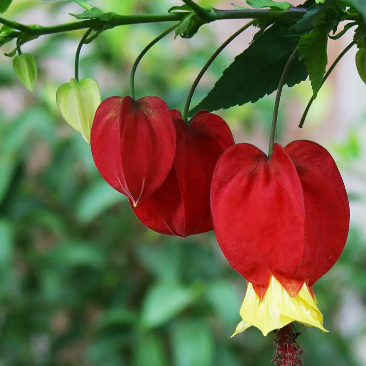 Semillas de flores de Abutilon Megapotamicum