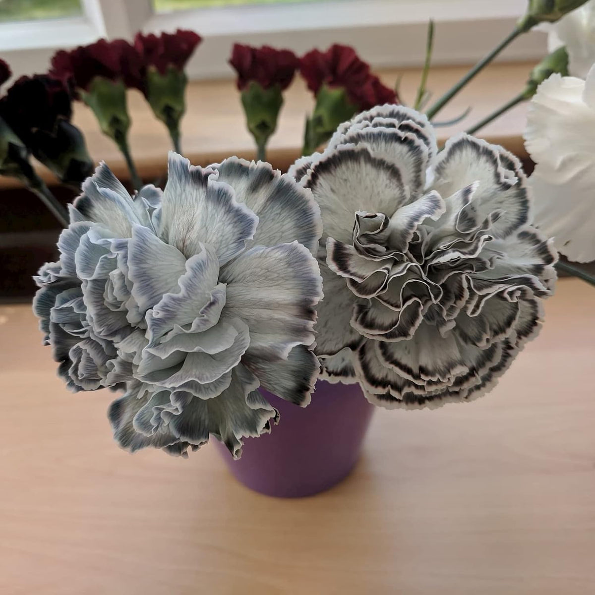 Gray Carnations Flower seeds for Planting Bright Blooms Heirloom & GMO Free Seeds for Home Garden
Sale seeds for home garden planting