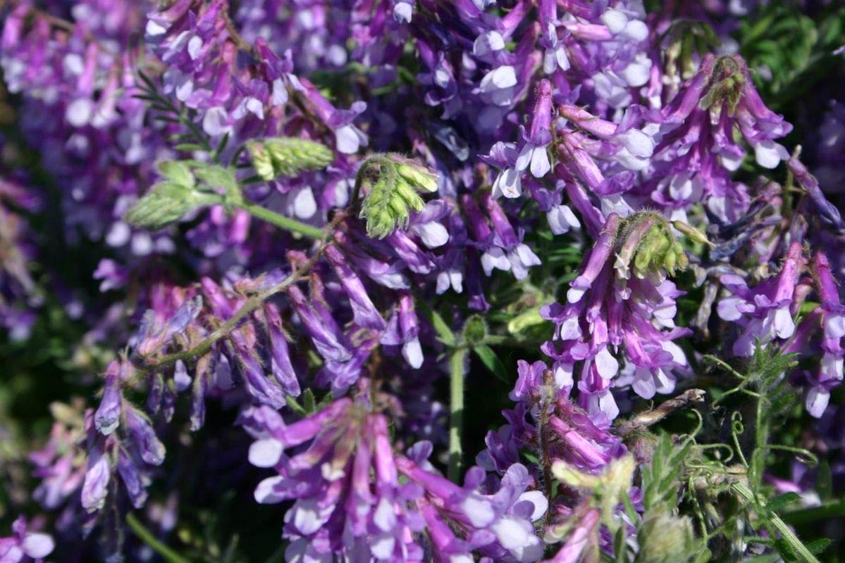 Purple Hairy Vetch Flower seeds for Planting - Garden Favorite, Heirloom & GMO Free Seeds for Home Garden
Sale seeds for planting in home garden