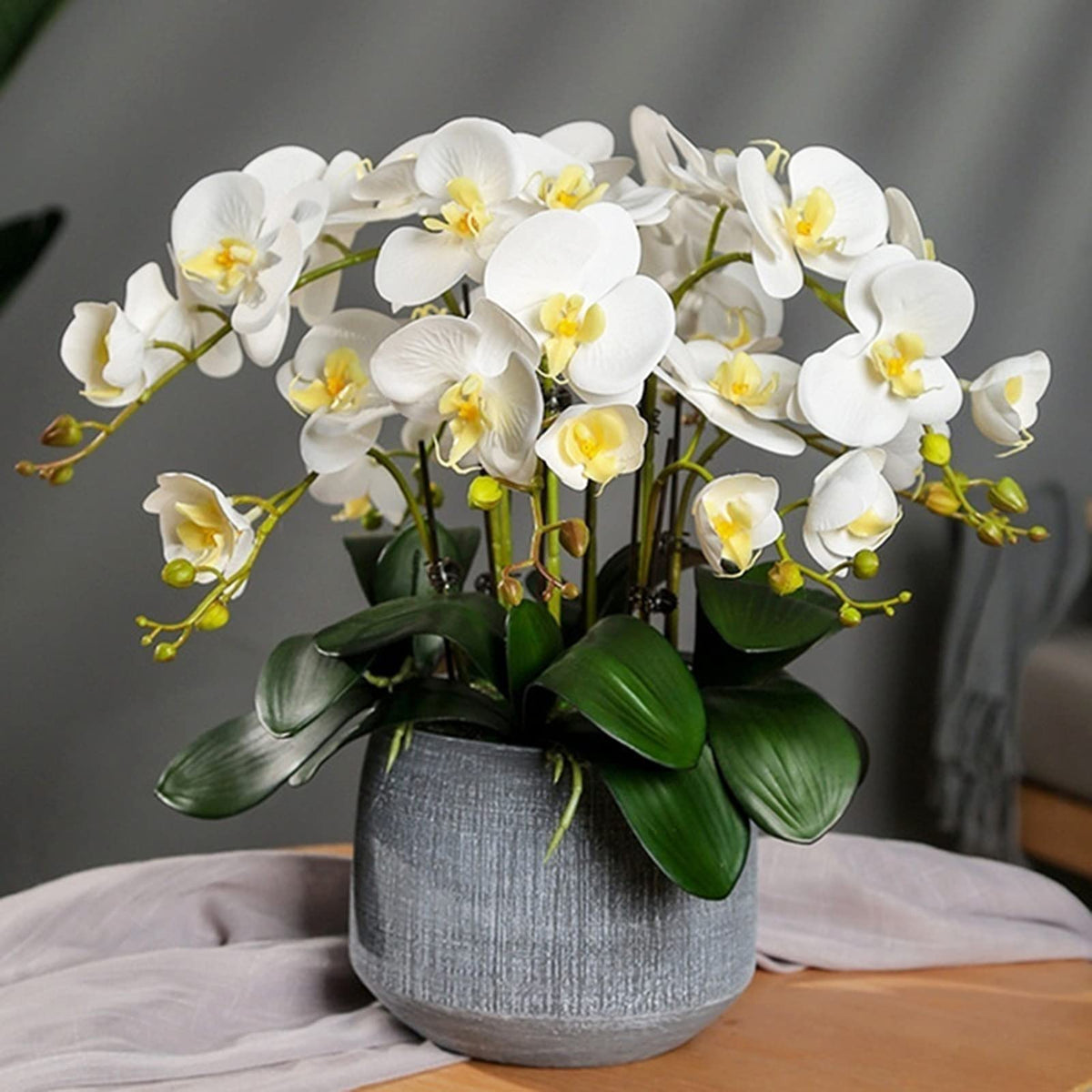Phalaenopsis Yellow White Flower seeds for Planting - Bright Blooms, Heirloom & GMO Free Seeds for Home Garden
Sale for planting in home garden.
