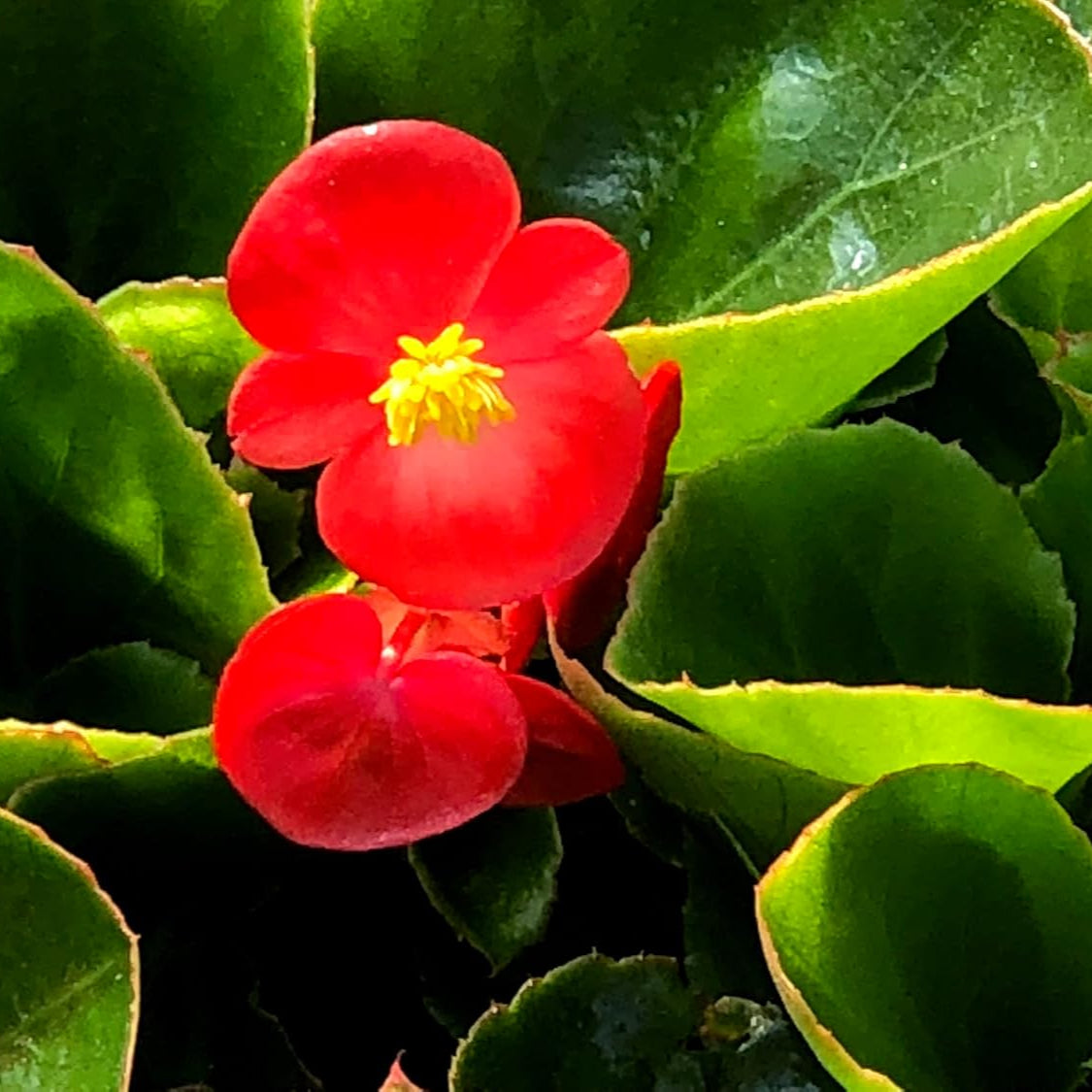 Red Begonia Flower seeds for Planting Vibrant Colors Heirloom & GMO Free Seeds for Home Garden
Sale seeds for home garden planting