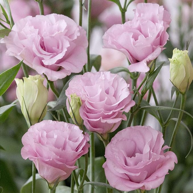 Light Pink Eustoma (Lisianthus) Flower seeds for Planting - Vibrant Colors, Heirloom & GMO Free Seeds for Home Garden
Sale for planting in home garden