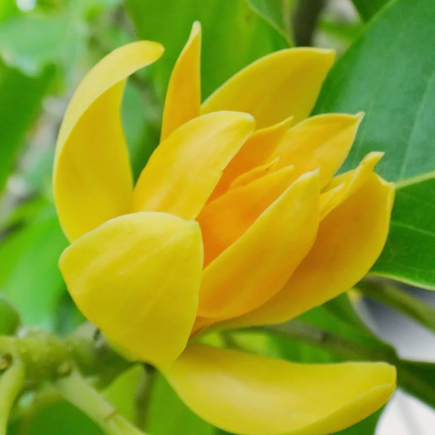Butterfly Magnolia Flower Seeds