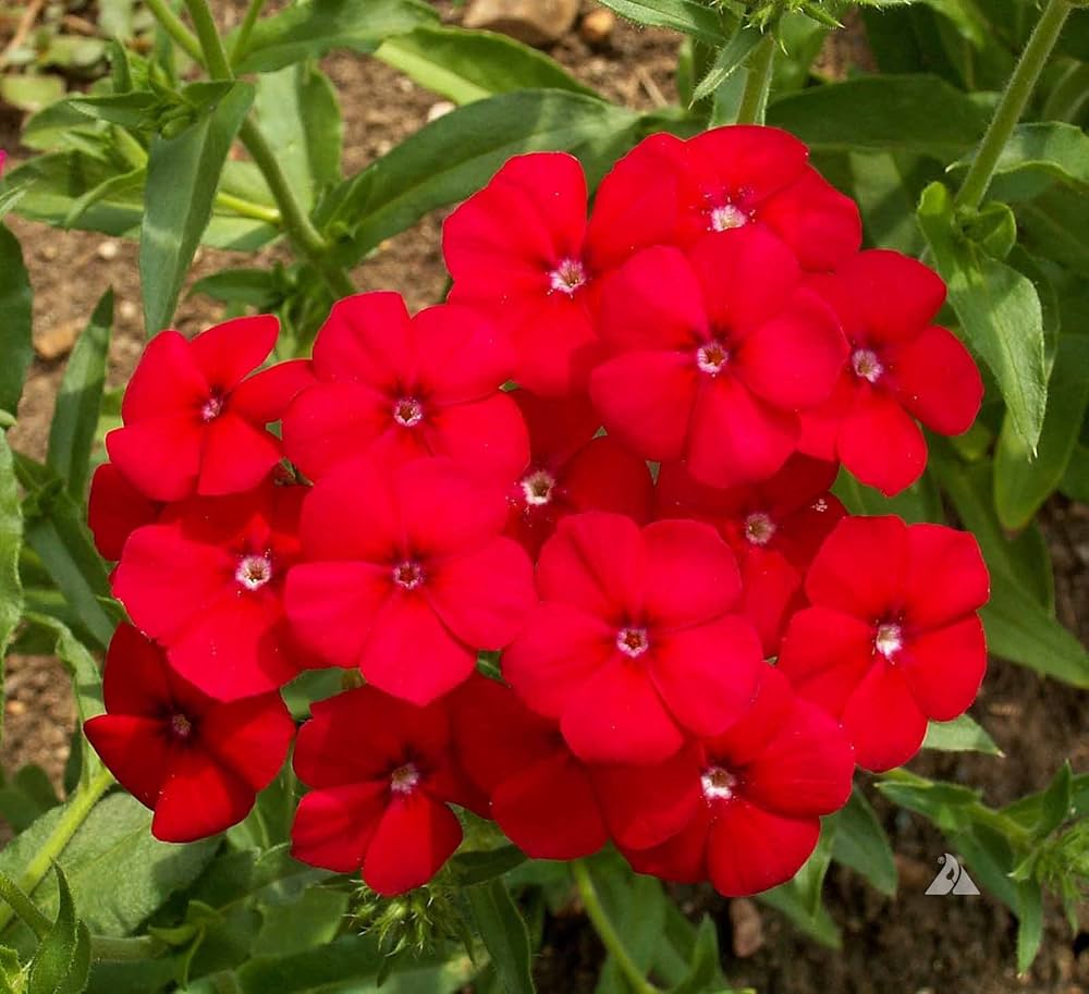 Red Phlox Flower Seeds