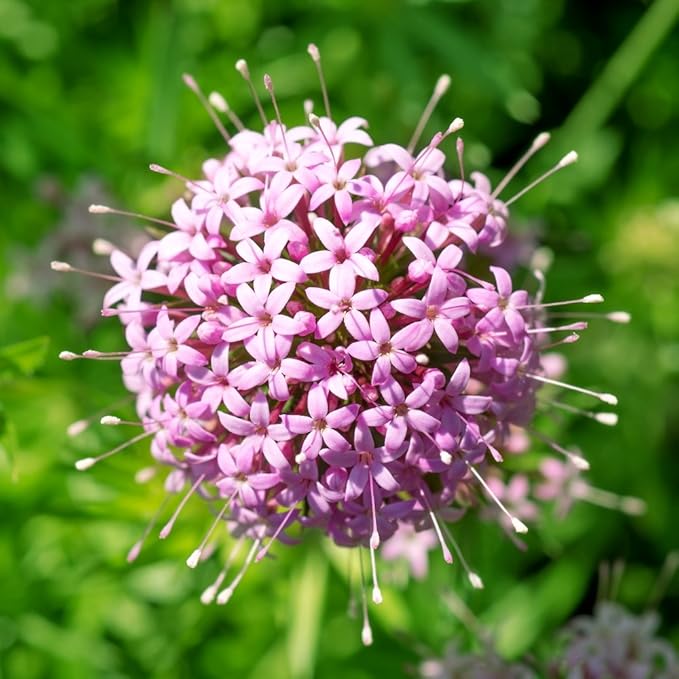 Pink Crossworts Flower seeds for Planting Low Maintenance Heirloom & GMO Free Seeds for Home Garden
Sale seeds for home garden planting