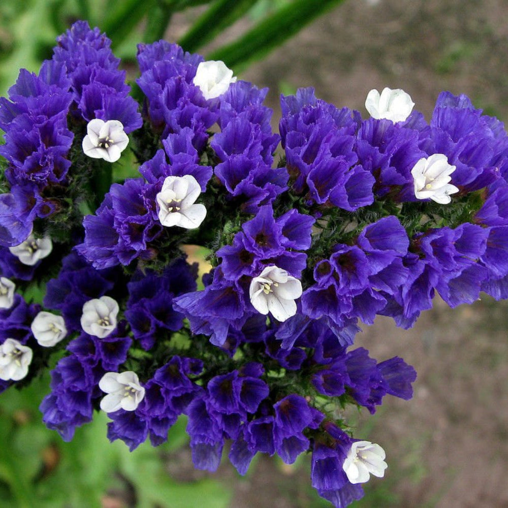 sea lavender seeds Sea Lavender (Statice) Flower Seeds for Planting – Heirloom, Non-GMO, – Pure Asia Seeds