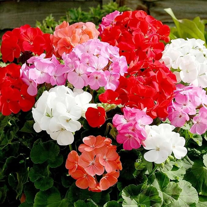 Geranium Flower seeds for Planting - Pollinator Friendly, Heirloom & GMO Free Seeds for Home Garden
Sale for planting in home garden