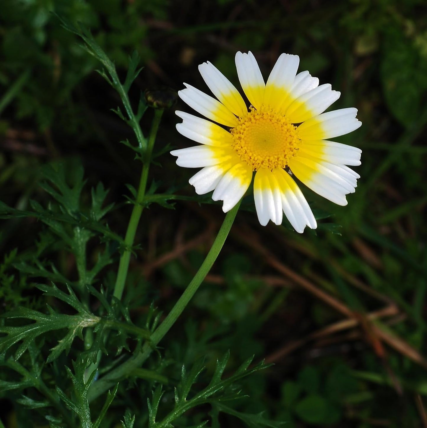 Glebionis Coronaria Flower Seeds