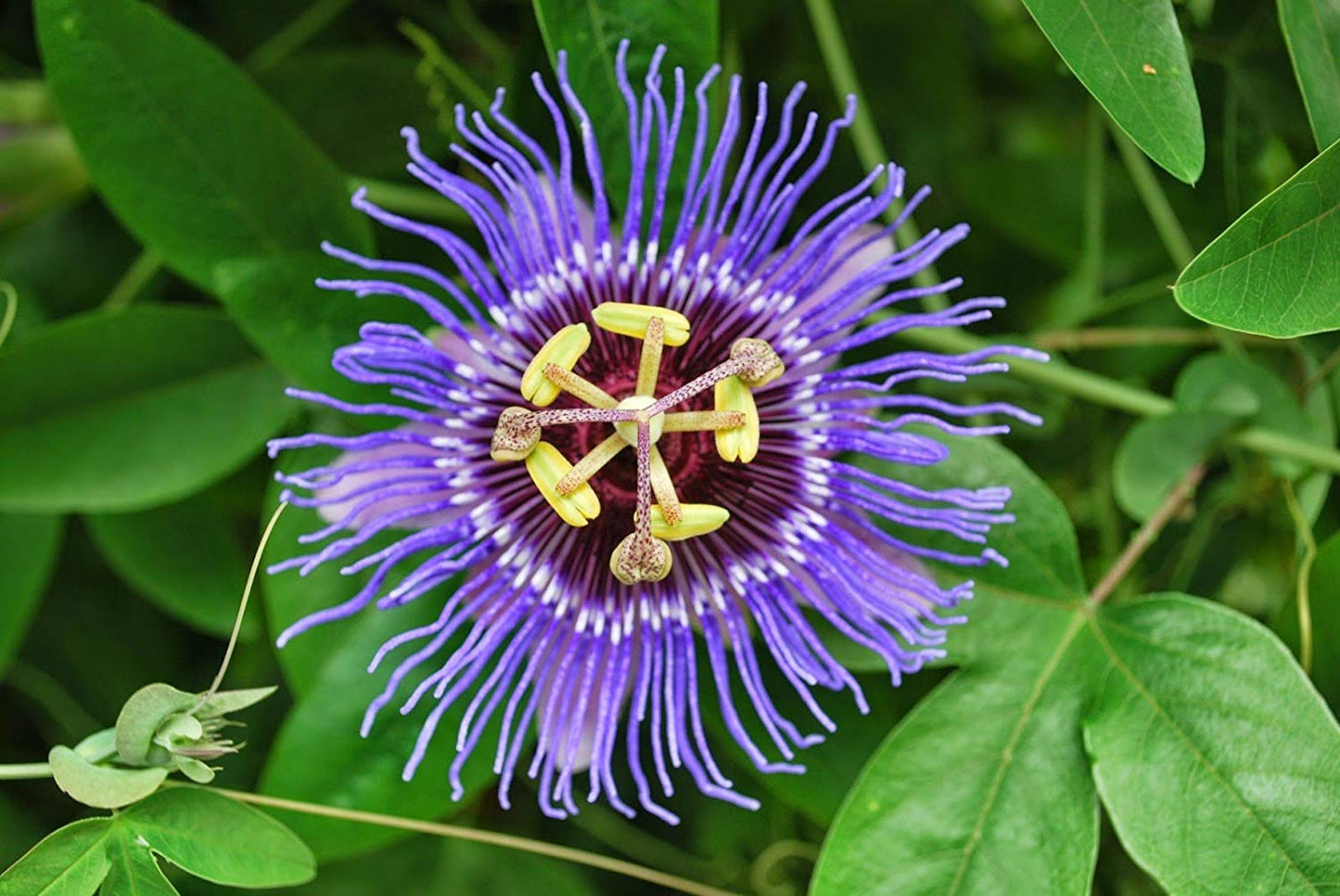 Purple Passion Vine Flower Seeds