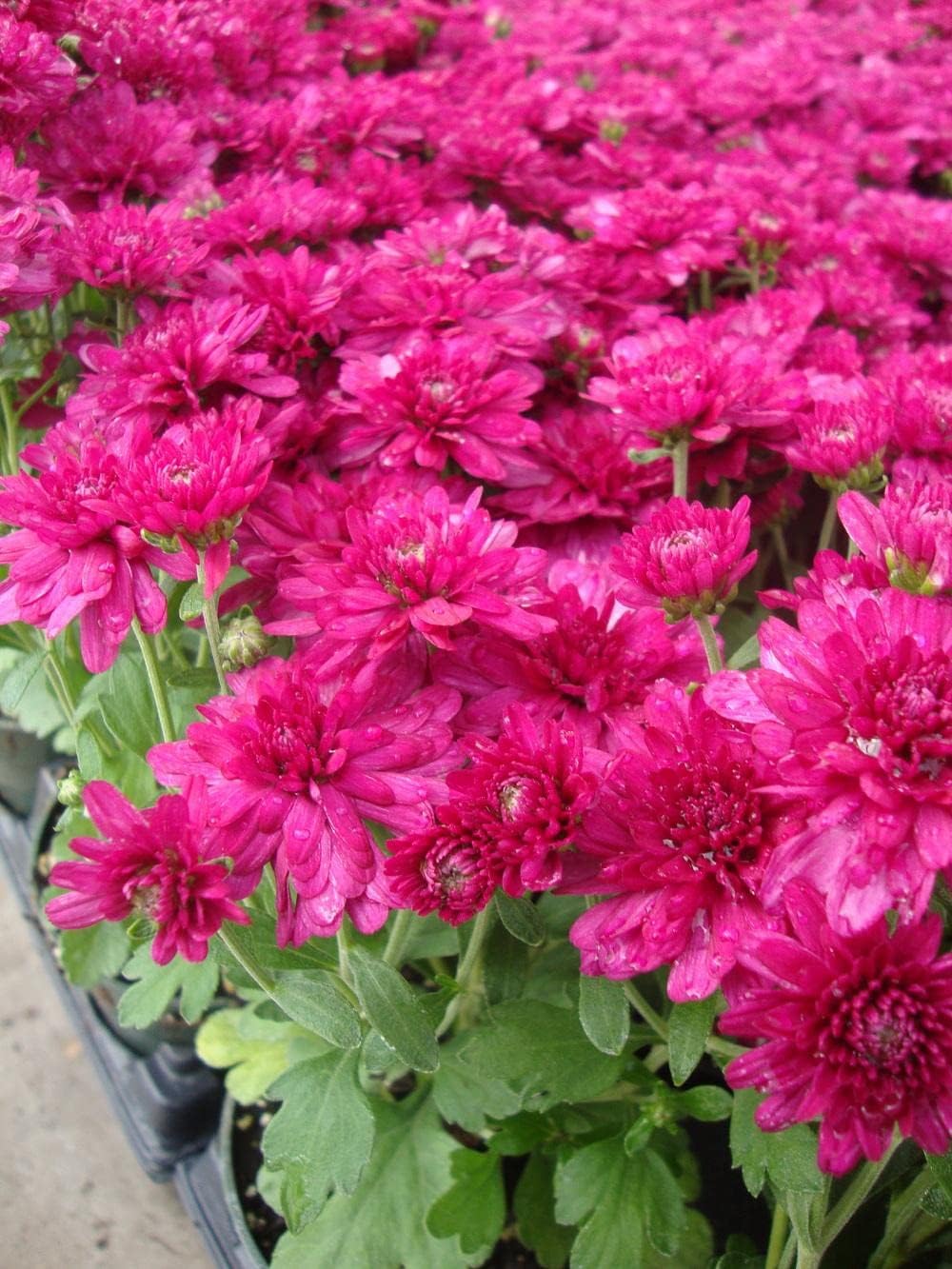 Deep Pink Chrysanthemum Flower seeds for Planting - Pollinator Friendly, Heirloom & GMO Free Seeds for Home Garden
Sale for planting in home garden.