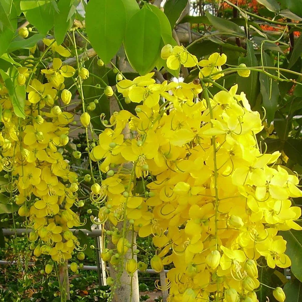 Golden Shower Flower Seeds