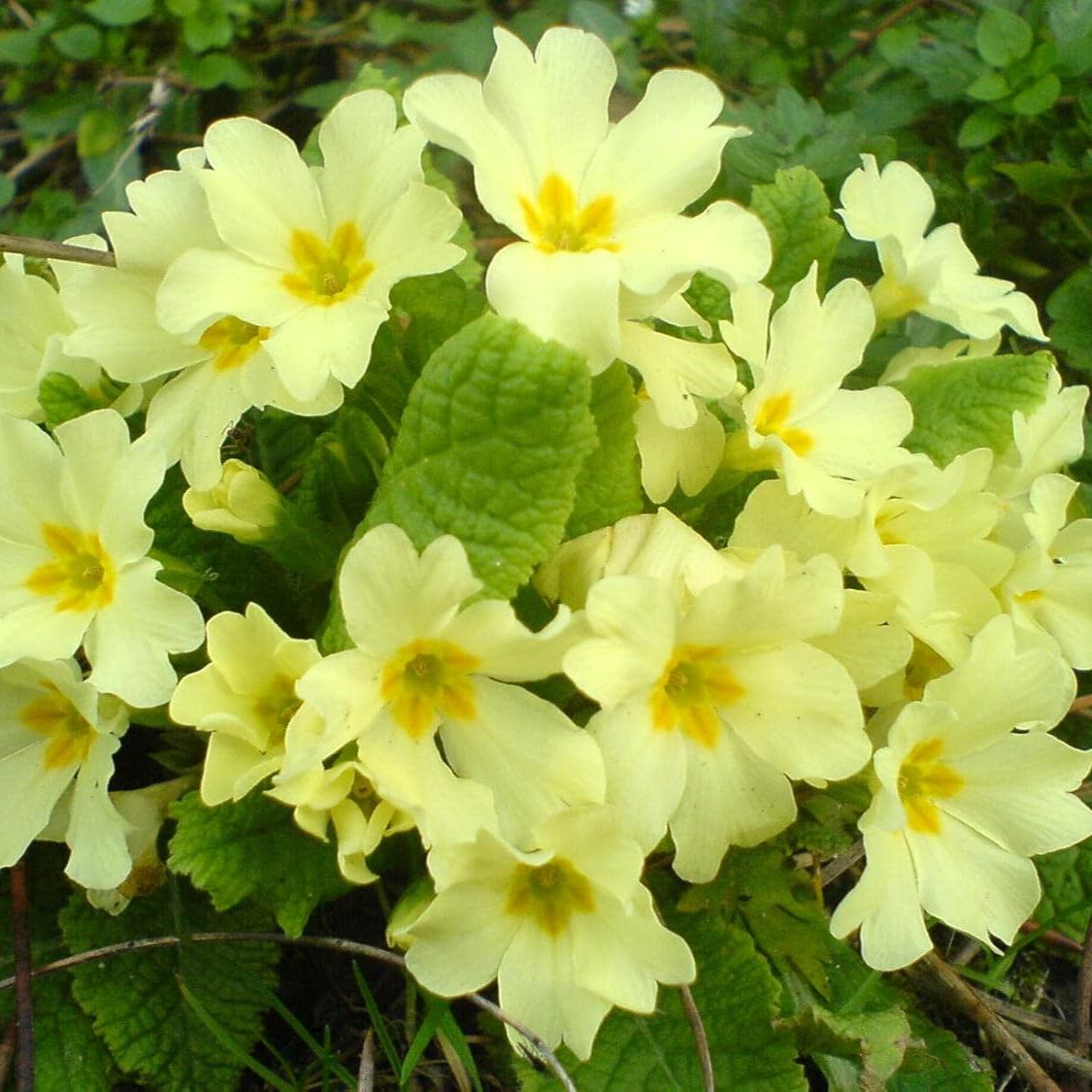 Light Yellow Primula Malacoides Flower seeds for Planting Perfect for Borders Heirloom & GMO Free Seeds for Home Garden
Sale seeds for home garden planting