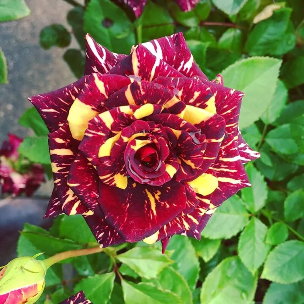Semillas de flores de rosa Abracadabra