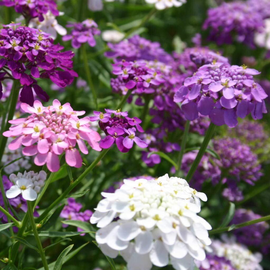 Candytuft Flower Seeds