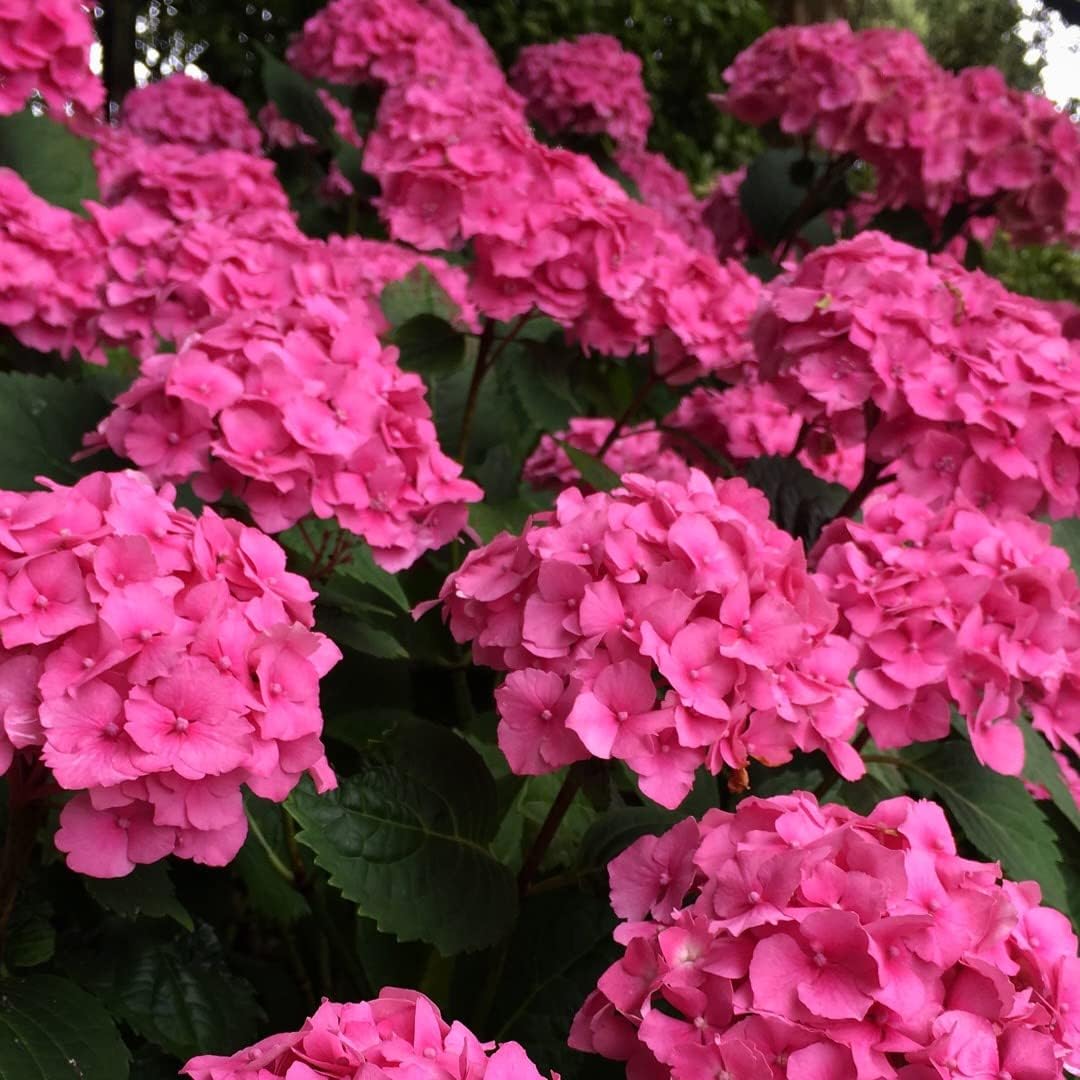 Thick Pink Hydrangea Flower seeds for Planting - Premium Quality, Heirloom & GMO Free Seeds for Home Garden
Sale for planting in home garden