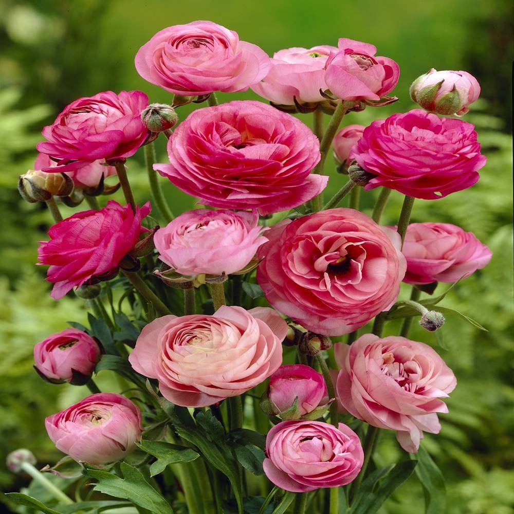 Ranunculus Flower seeds for Planting - Wildflower Mix, Heirloom & GMO Free Seeds for Home Garden
Sale for planting in home garden.