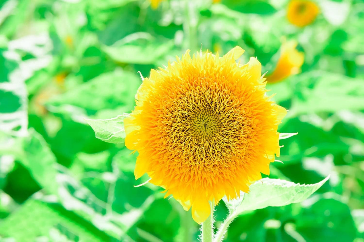 Helianthus Salicifolius Flower seeds for Planting - Cut Flower Favorite, Heirloom & GMO Free Seeds for Home Garden
Sale seeds for planting in home garden