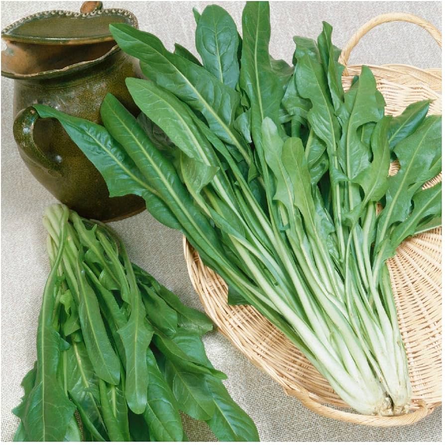 カタログナエメラルドエンダイブ野菜の種