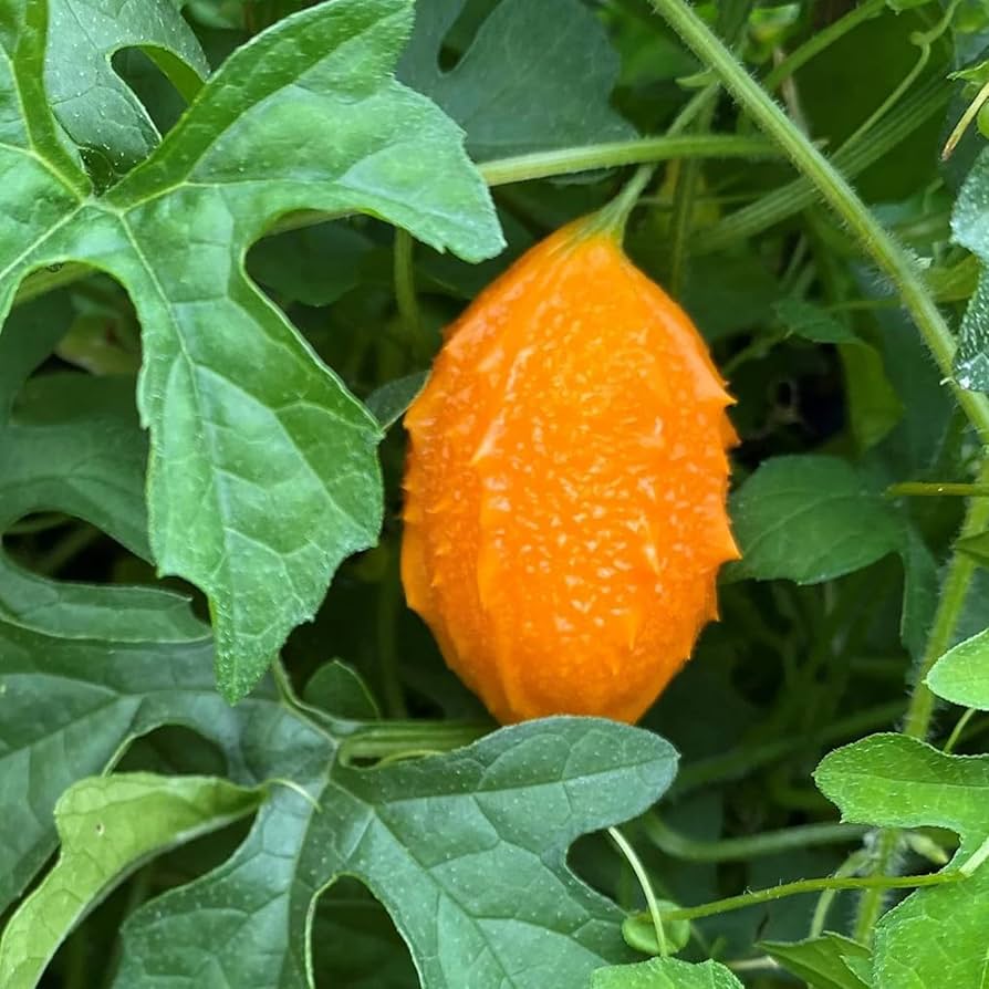 cerasee plant seeds Jamaican Cerasee (Momordica charantia) Vegetable Seeds for Planting – – Pure Asia Seeds