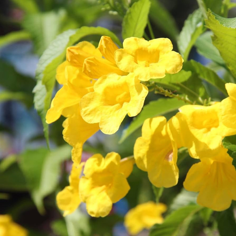 Yellow Bells Tecoma Stans Flower Seeds For Planting Heirloom Non yellow-bells-tecoma-stans-flower-seeds-for-planting-heirloom-non