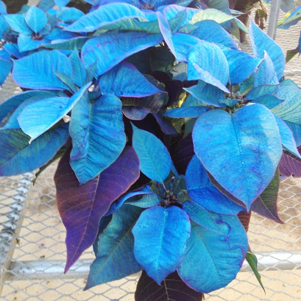 Blue Poinsettia Flower Seeds
