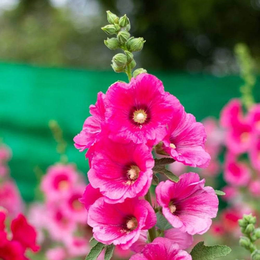 Semi di Fiore di Altea Rosa