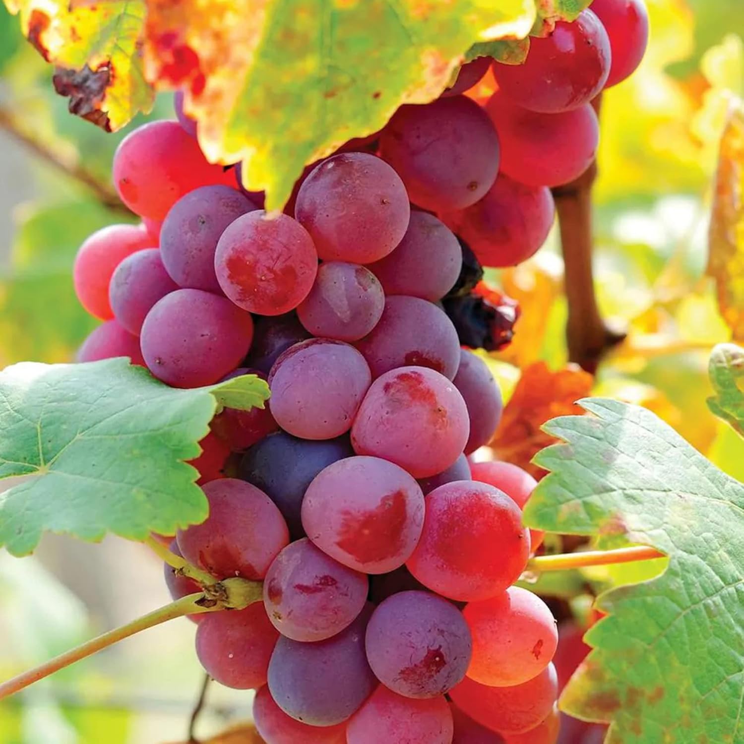 planting concord grape seeds Red Concord Grape Fruit Seeds for Planting – Heirloom, Non-GMO, Easy t – Pure Asia Seeds
