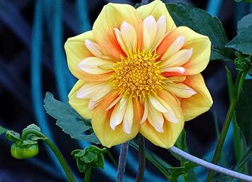 Collarette Dahlia Flower seeds for Planting - Vibrant Colors, Heirloom & GMO Free Seeds for Home Garden
Sale for planting in home garden.