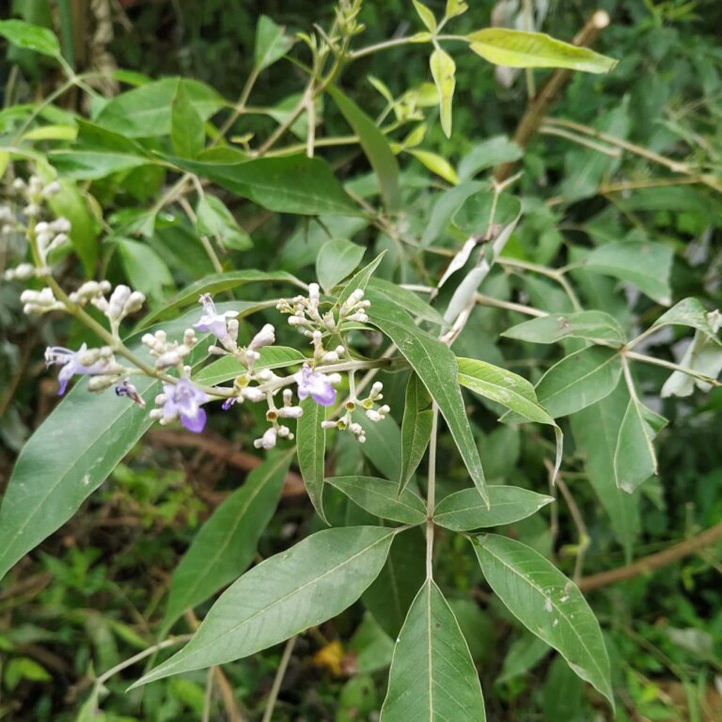 Lace-Leaved Vitex Herb Seeds