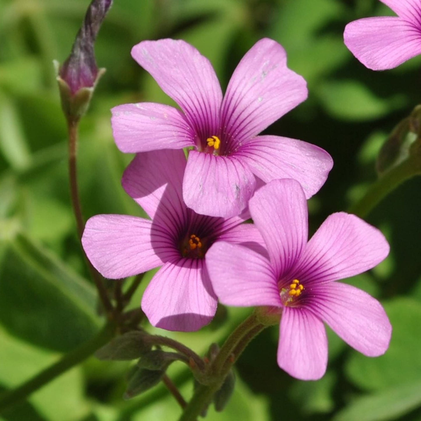 Pink Wood-Sorrel Flower Seeds