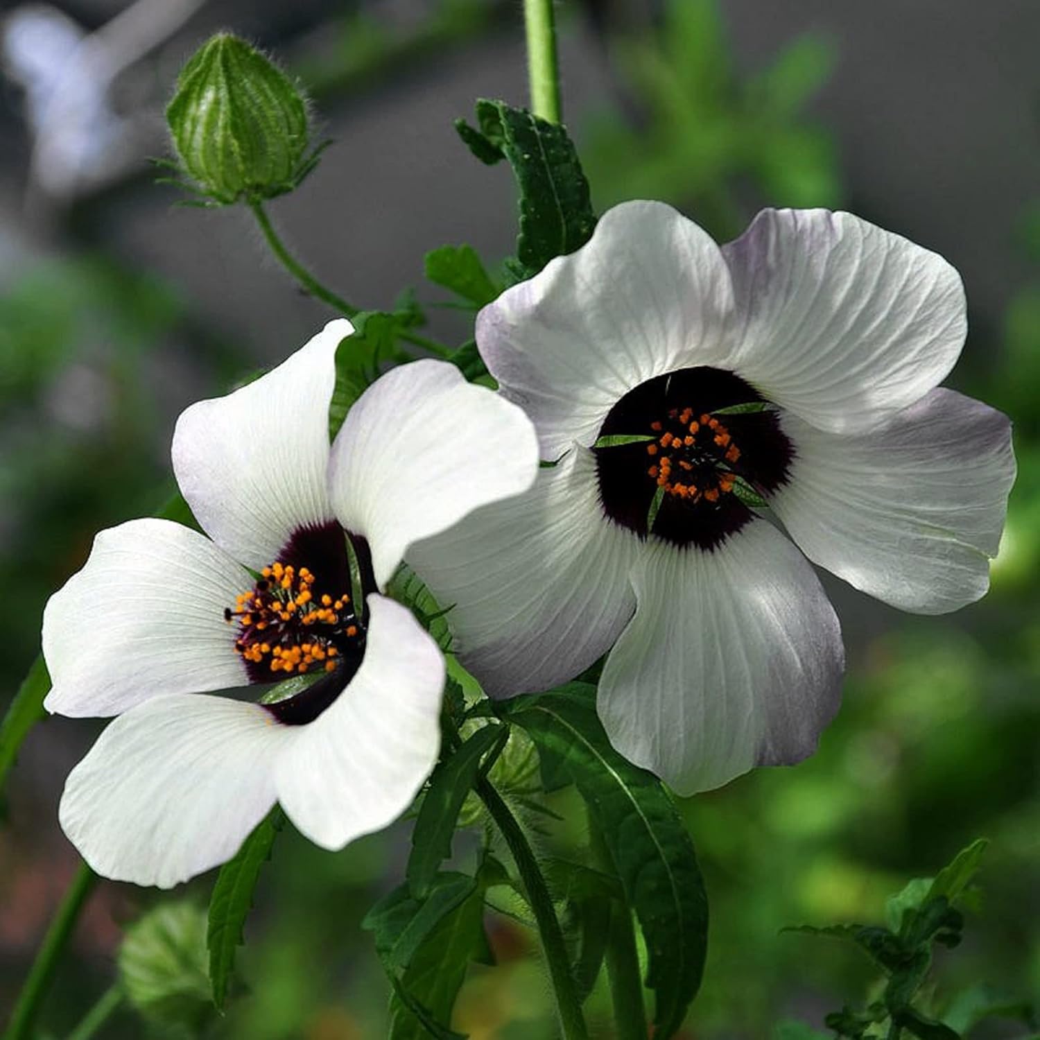 flower of an hour seeds Hibiscus trionum (Flower-of-an-Hour) Seeds for Planting – Heirloom, No – Pure Asia Seeds
