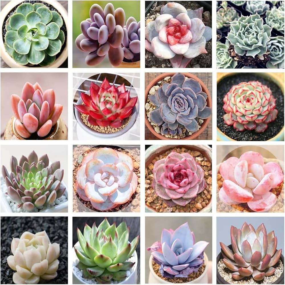succulents seeds Echeveria Mix Succulent Seeds for Planting – Heirloom, Non-GMO, Easy t – Pure Asia Seeds