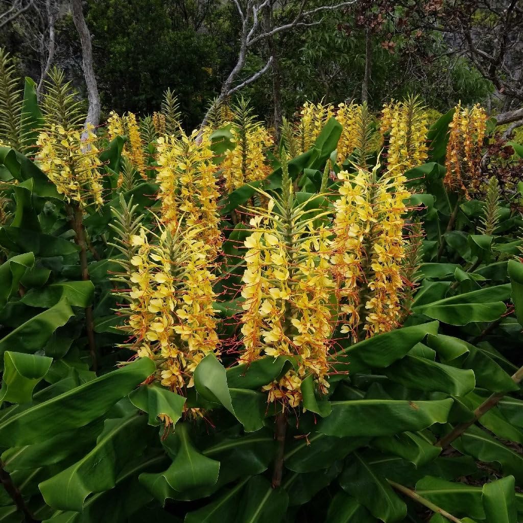 Hedychium Gardnerianum Flower seeds for Planting Cottage Garden Essential Heirloom & GMO Free Seeds for Home Garden
Sale for planting in home garden