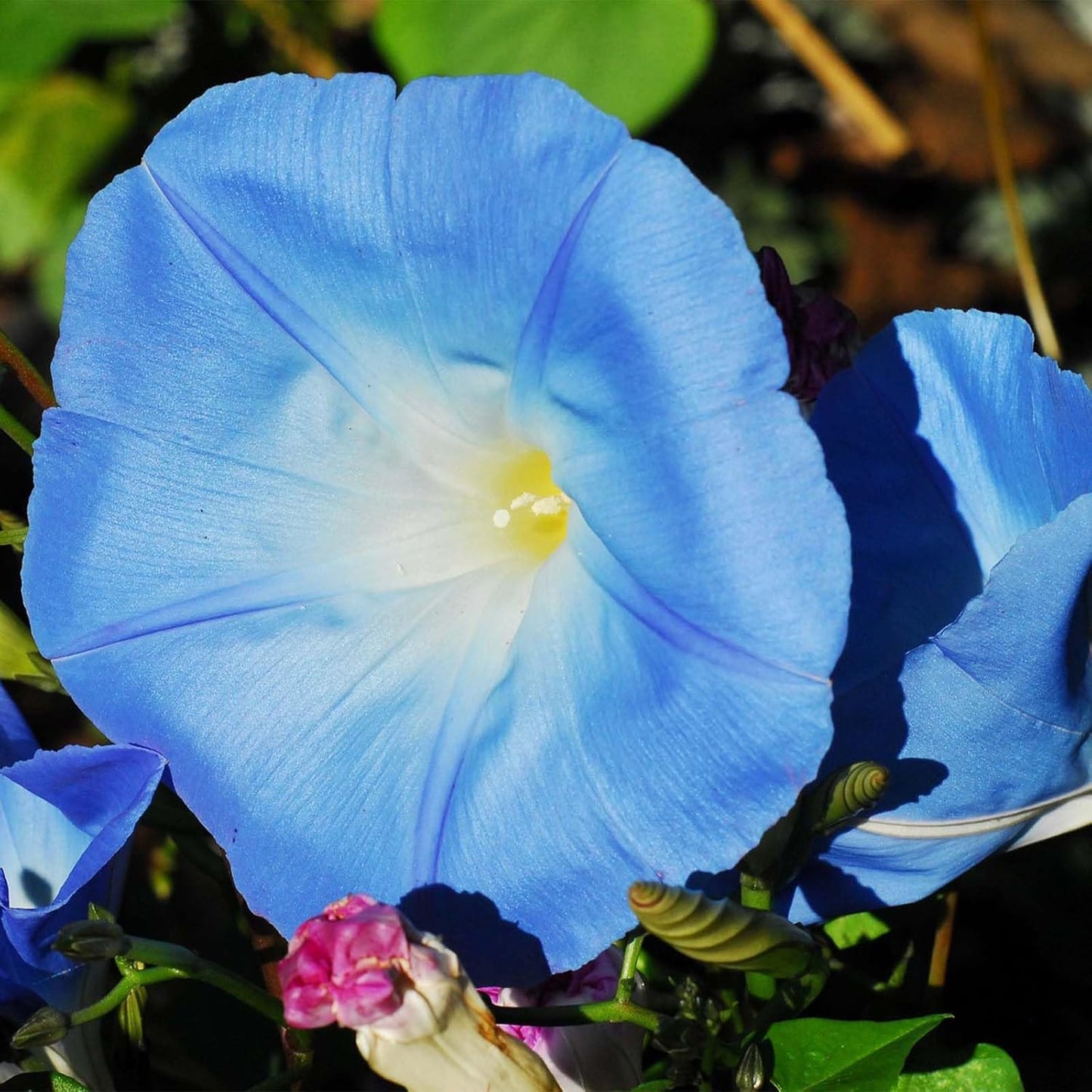 Heavenly Blue Ipomoea Flower Seeds