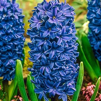 Blue Hyacinth Flower seeds for Planting - Perfect for Borders, Heirloom & GMO Free Seeds for Home Garden
Sale for planting in home garden.