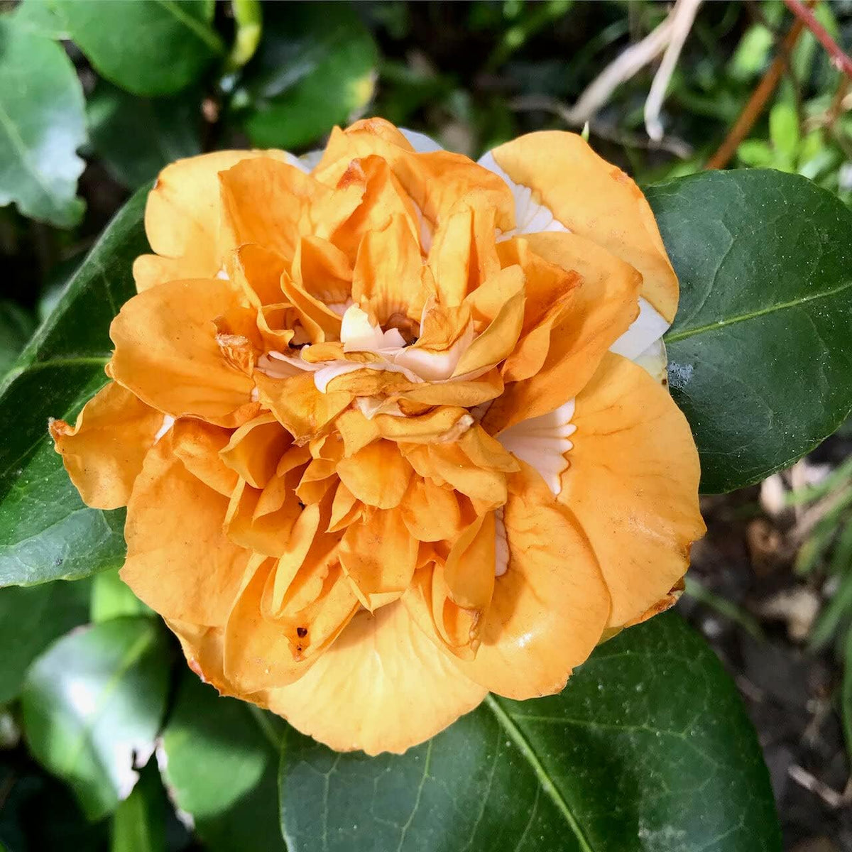 Orange White Camellia Flower seeds for Planting - Hardy Variety, Heirloom & GMO Free Seeds for Home Garden
Sale for planting in home garden