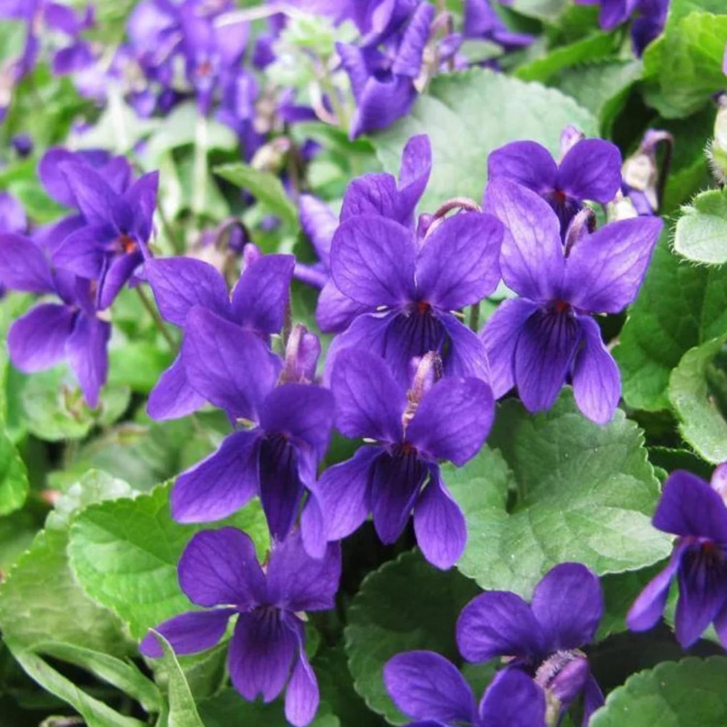 Viola Odorata 'Queen Charlotte' Blumensamen