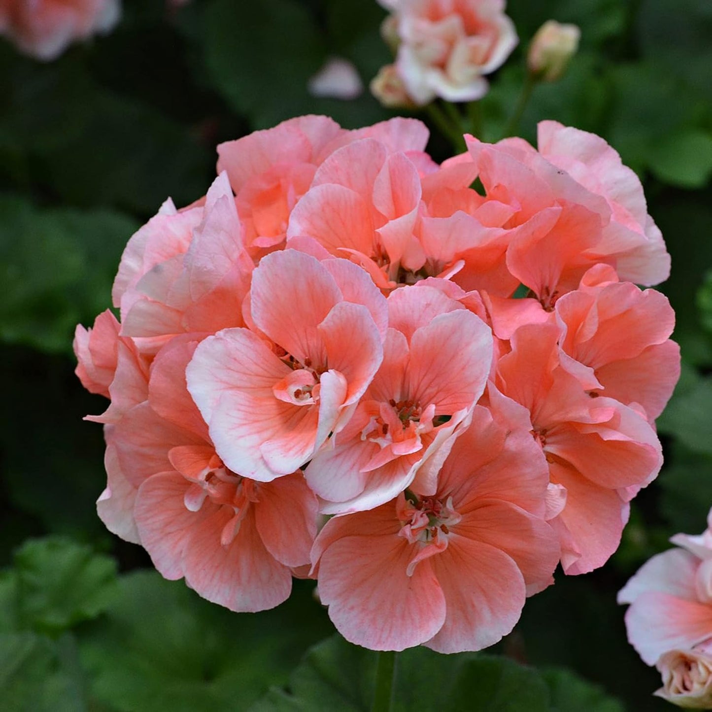 Salmon Queen Geranium Flower Seeds