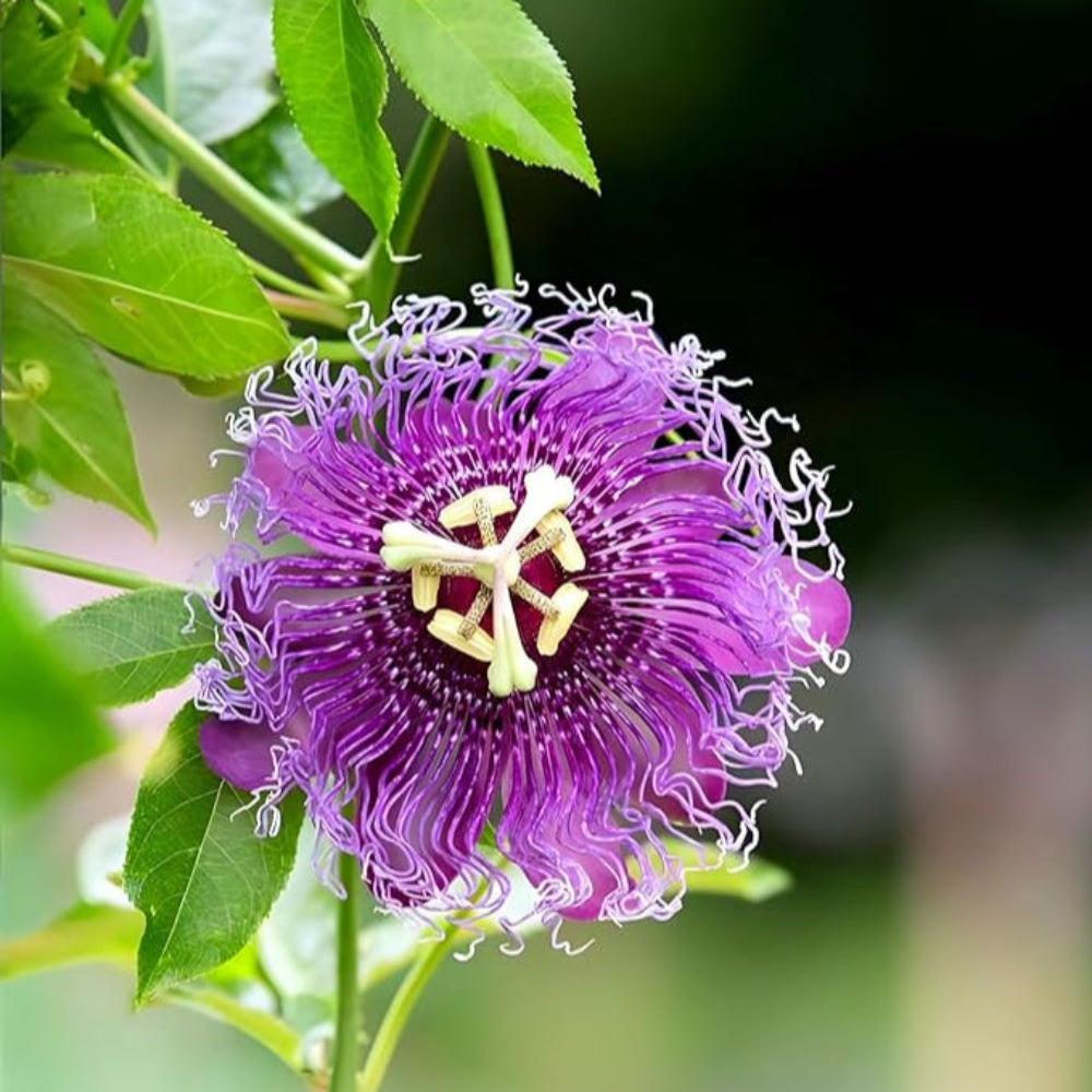 Purple Passionflower Seeds for Planting – Heirloom, Non-GMO, Easy to Grow, Perennial