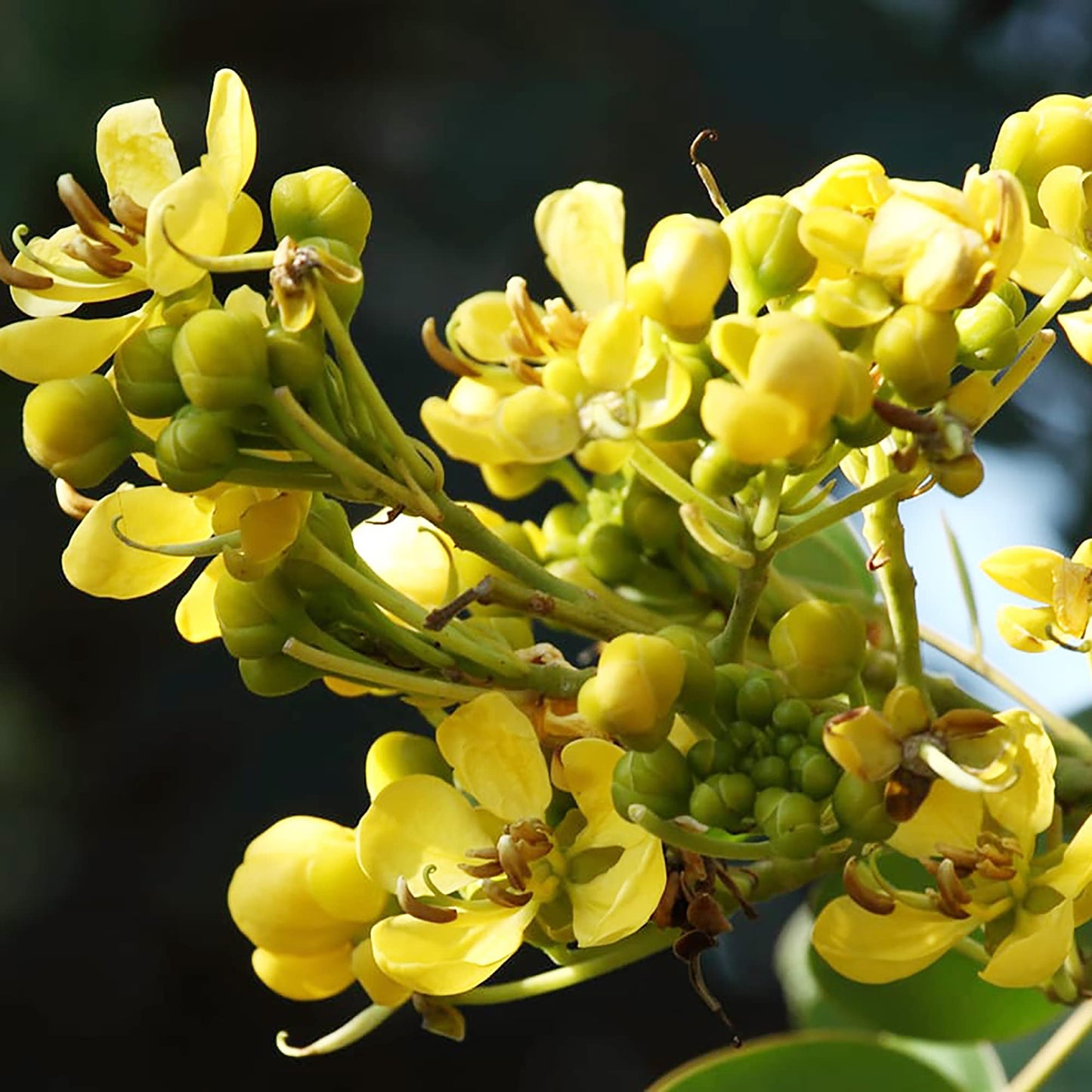 Cassia Siamea (Kassod) Tropical Flower Seeds
